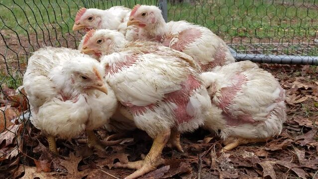 Five white feather broilers chickens stay in cluster try to stay warm while waiting to be transferred into coop.