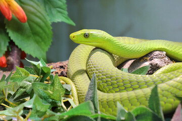 Gewöhnliche Mamba / Eastern green mamba / Dendroaspis angusticeps