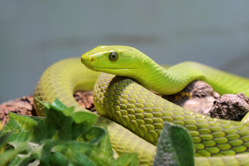 Gewöhnliche Mamba / Eastern green mamba / Dendroaspis angusticeps
