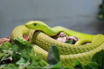 Gewöhnliche Mamba / Eastern green mamba / Dendroaspis angusticeps