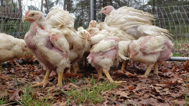 Close up of group of young broilers sticking close to turkeys trying stay warm while waiting to be transferred into chicken coop.