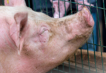 pig in a farm