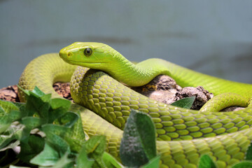 Gewöhnliche Mamba / Eastern green mamba / Dendroaspis angusticeps