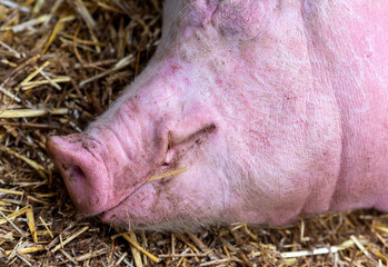peaceful sleep of the pig in a farm