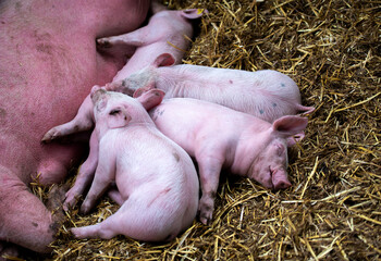 sleeping piglets in a farm