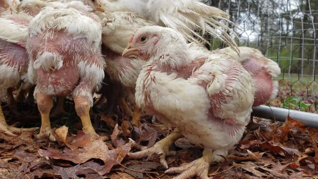 Close up of young white feather broilers being held in outdoor enclosure waiting to be transferred into chicken coop.
