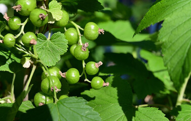 ripe black currant in a garden on a green background