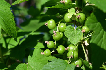 ripe black currant in a garden on a green background