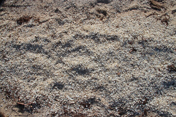 Little Lagoon - Shark Bay - Australia