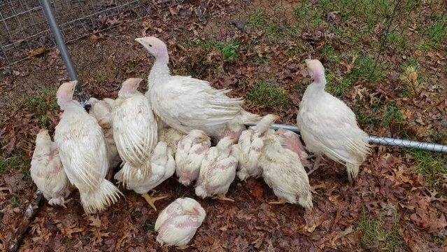 Young white turkeys and broilers held in enclosure while waiting to be transferred into chicken coop.