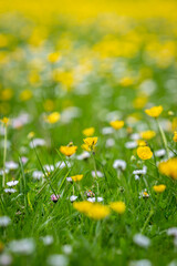 A close up of buttercups and daisies in a field in springtime, with selective focus