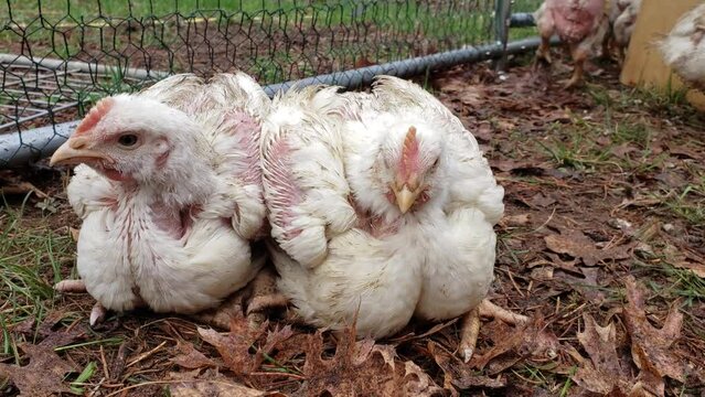 Close up of young white broilers held in enclosure while waiting to be transferred to chicken coop.