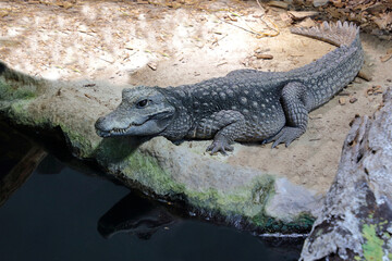 Stumpfkrokodil / Dwarf crocodile / Osteolaemus tetraspis