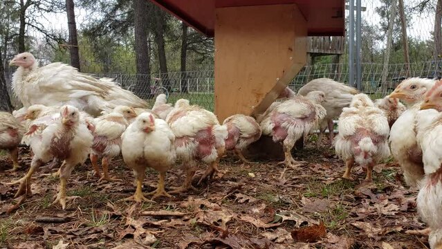 Young white broilers and turkeys freely roaming in enclosure while waiting to be transferred into chicken coop.