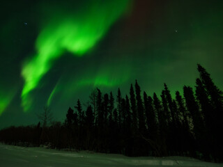 Aurora Borealis over Winter forest in Alaska