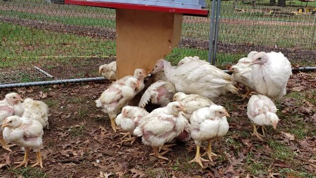 Young broilers and turkeys being held in outdoor enclosure while waiting to be put into chicken coop.