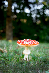 autumn poisonous wild mushroom Amanita muscaria in a forest, red dangerous wild mushroom
