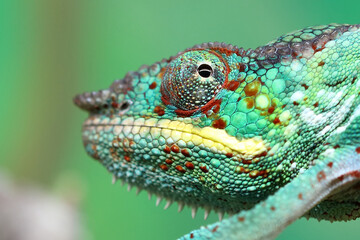 Pantherchamäleon / Panther chameleon / Furcifer pardalis.