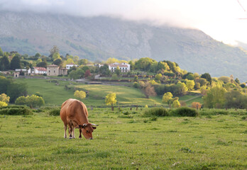 Colorful sunset at the mountains. Cow eating grass in a beautiful rural environment with a village...