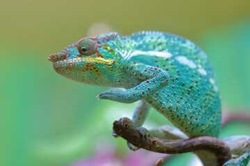 Pantherchamäleon / Panther chameleon / Furcifer pardalis.