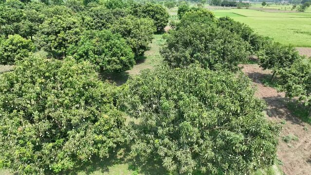 Mango garden aerial view, rajshahi, bangladesh