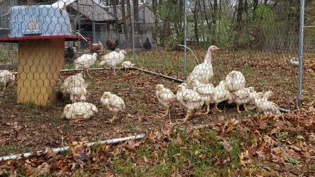 Young broilers chicken and turkeys being held in outdoor enclosure while waiting to be put into coop.