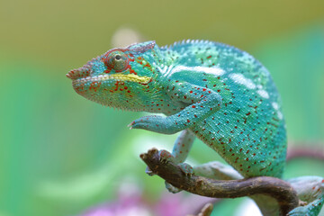 Pantherchamäleon / Panther chameleon / Furcifer pardalis.