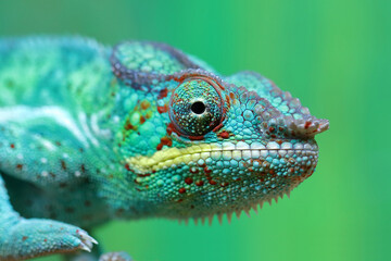 Pantherchamäleon / Panther chameleon / Furcifer pardalis.