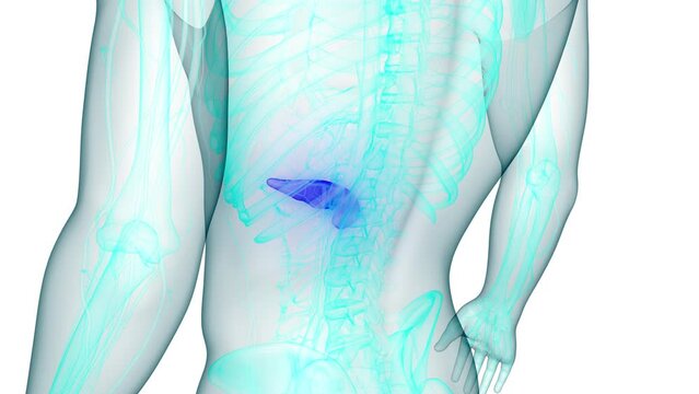 Human Internal Organs Pancreas Anatomy Animation Concept