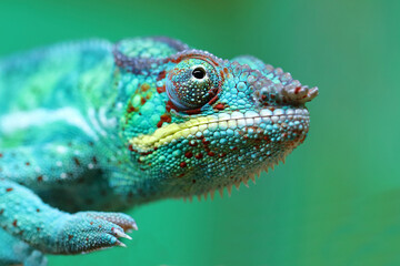 Pantherchamäleon / Panther chameleon / Furcifer pardalis.