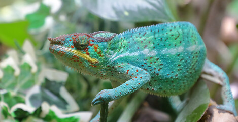 Pantherchamäleon / Panther chameleon / Furcifer pardalis.