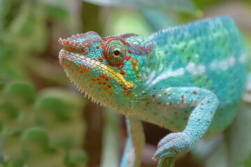 Pantherchamäleon / Panther chameleon / Furcifer pardalis.