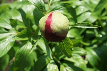 Pfingstrose im Garten 