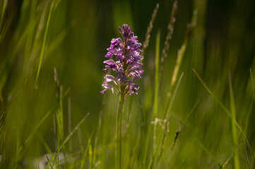 Closeup of a Green Winged Orchid on a sunny day in spring