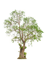 Obraz premium A tree shape and tree branch. Single green tree.