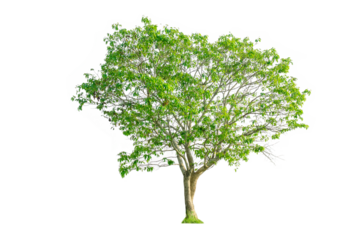 A tree shape and tree branch. Single green tree.