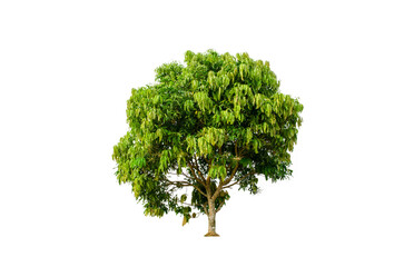 Fototapeta na wymiar A tree shape and tree branch. Single green tree.