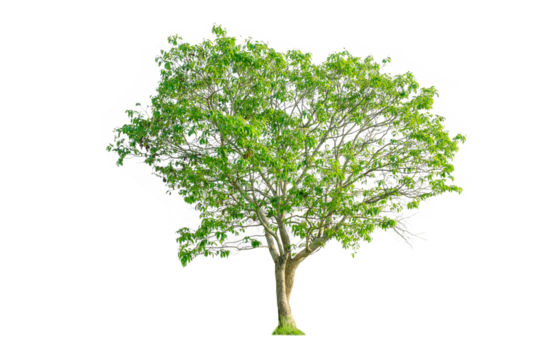 A tree shape and tree branch. Single green tree.