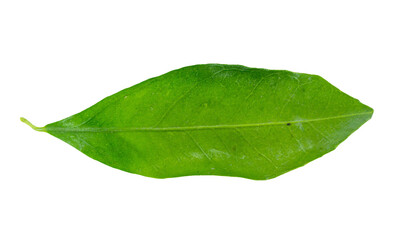 Fototapeta na wymiar Green leaf on transparent background