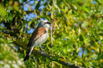 A male Red Backed Shrike sitting on a bush