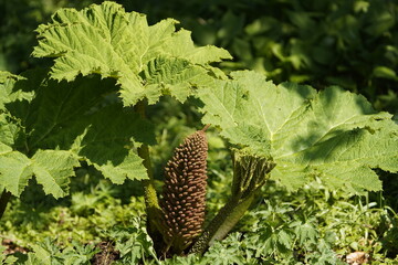 Gunnera manicata, (new leaves) Gunneraceae family. Berggarten – Hanover, Germany.