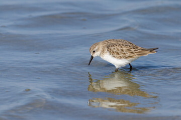 A Little Stint standing in the water at the beach