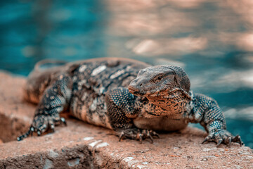 Thailand Bangkok Park, varanus