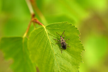 The dog beetle crawls along a leaf of a tree.