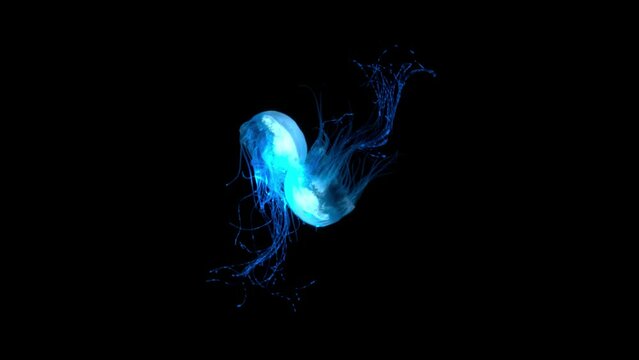 4K. blue fluorescent jellyfish swimming in deep ocean. transparent glowing jellyfish underwater shot moving in the water. marine life wallpaper background, isolated on black with alpha
