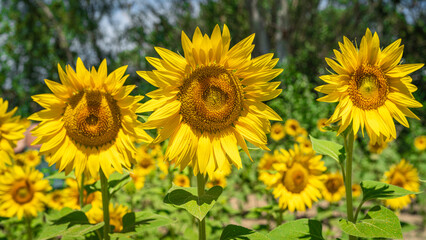 Fototapeta premium Sunflower colors during summer