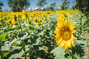 Sunflower colors during summer
