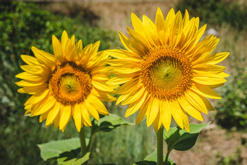 Sunflower colors during summer
