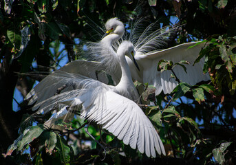 Great egret perches on a tree branch on the banks of the Brahmaputra River in Assam.