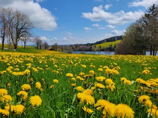 Field of Dandelions and Small Lake in Bavaria, Germany